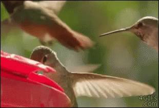 Bird Birds GIF