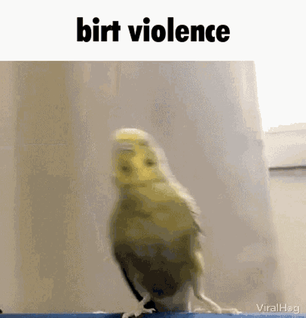 Bird Birds GIF