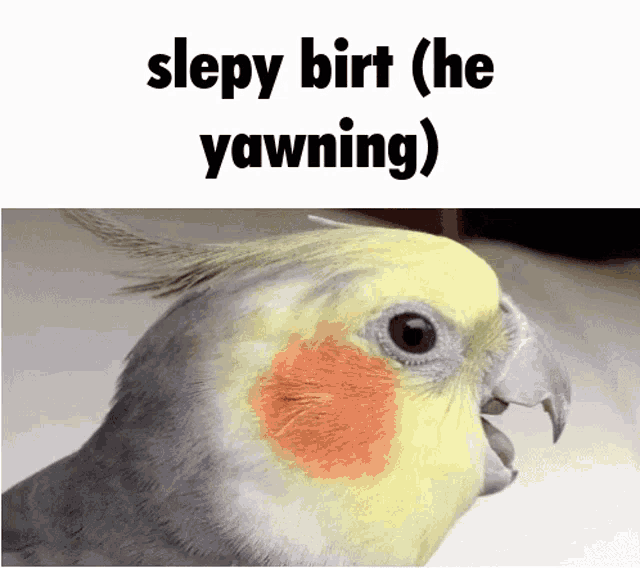 Bird Birds GIF