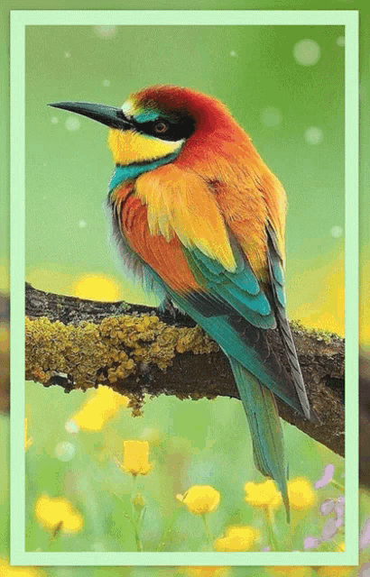 Bird Birds GIF