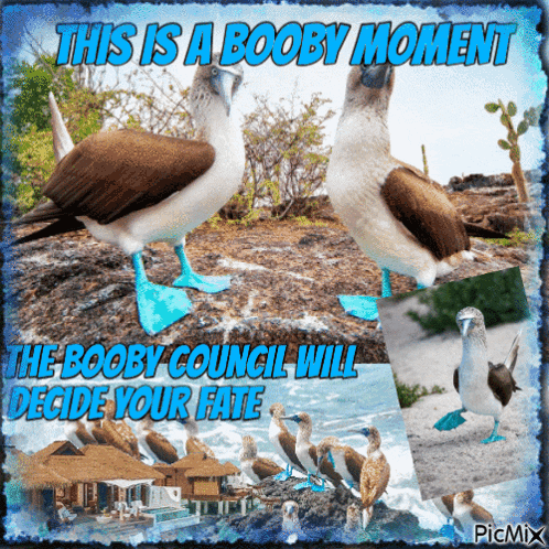 Bird Council GIF