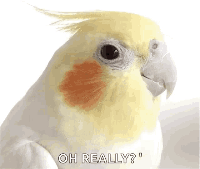Bird Cute GIF