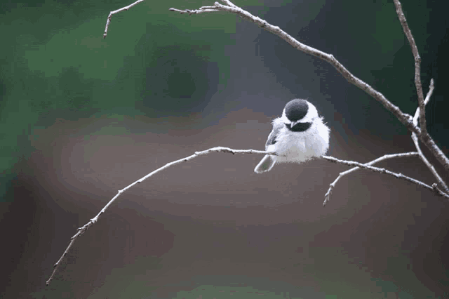 Bird Cute GIF