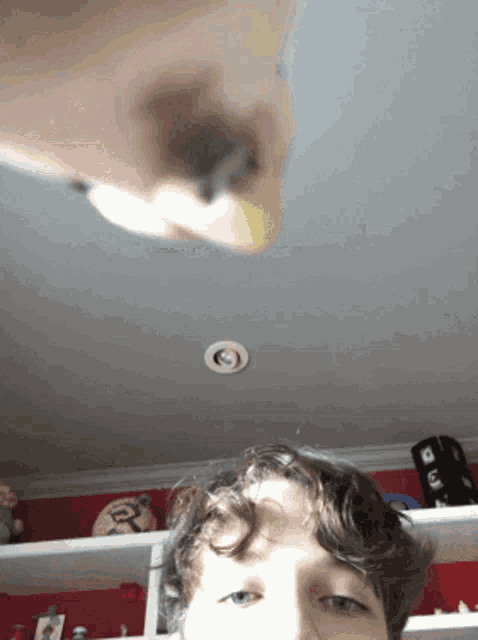 Bird Dance GIF