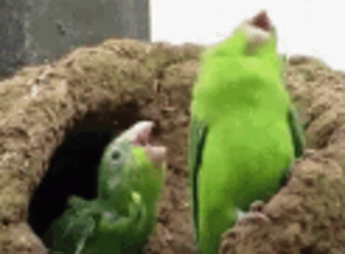 Bird Dance GIF