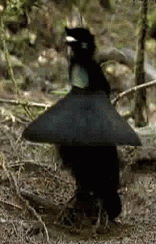 Bird Dancing GIF