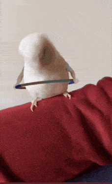 Bird Dancing GIF