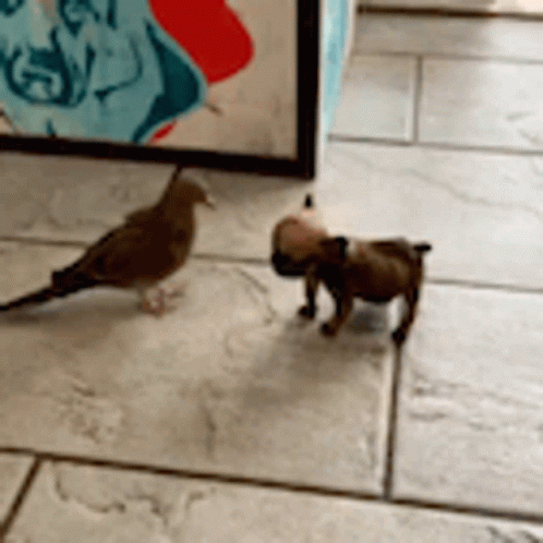 Bird Dog GIF. This 498 x 498 animated GIF is part of our funny pigeon collection. Related themes include bird. Created by groovecommander. View the original…