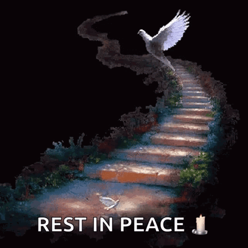 Bird Dove GIF