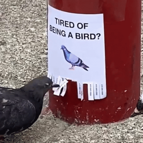 Bird Fml GIF. This 498 x 498 animated GIF is part of our funny pigeon collection. Related themes include angry, animal, bird. Created by yasdnil. View the…