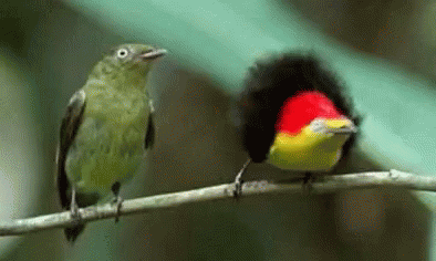 Bird GIF