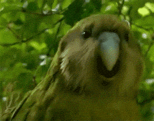 Bird Head Jam GIF