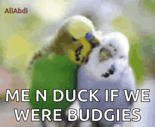 Bird Love GIF