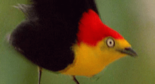 Bird Mating GIF