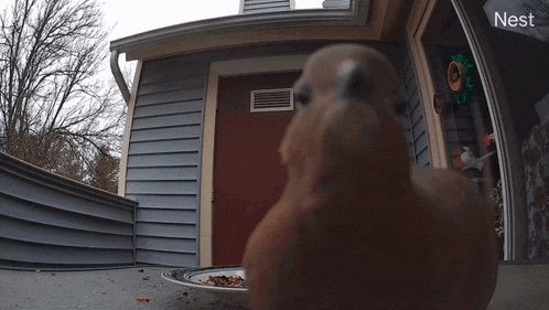 Bird Mourning Dove GIF