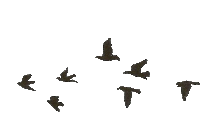 Bird Sticker