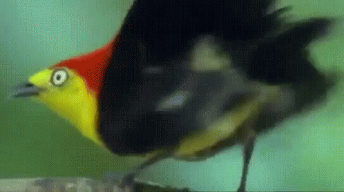 Bird Shake GIF