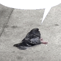 Bird Sitting Seated Bird Sticker