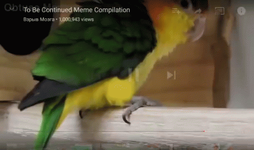 Bird To Be Continued GIF