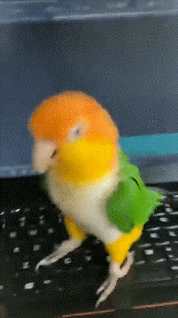 Bird Work GIF