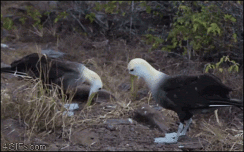 Birds Beakfight GIF
