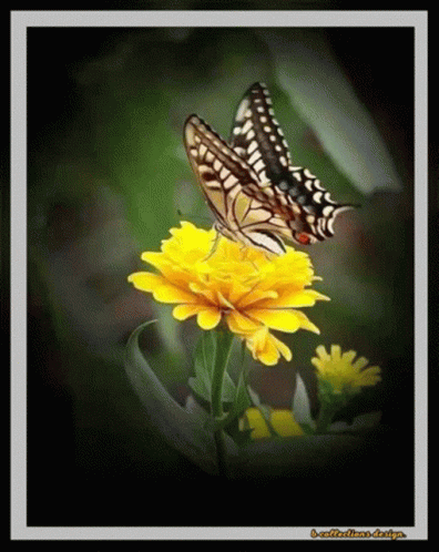 Birds Butterfly GIF