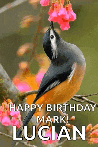 Birds Compilation GIF