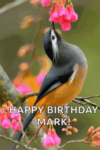 Birds Compilation GIF
