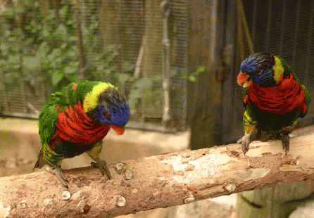 Birds Dance GIF