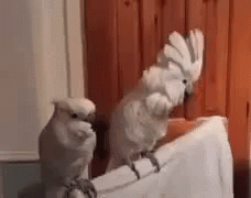 Birds Dancing GIF