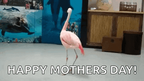 Birds Flamingos GIF