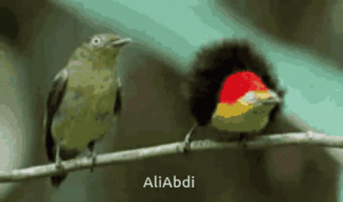 Birds GIF