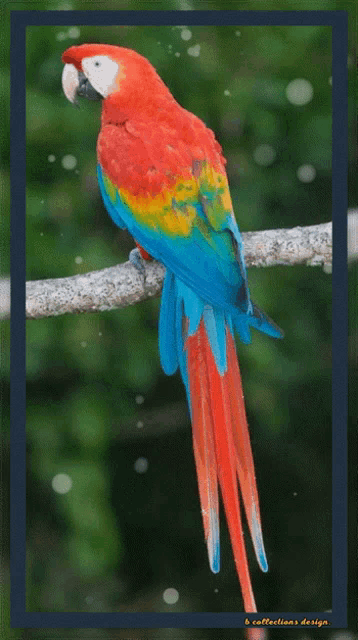 Birds Love GIF