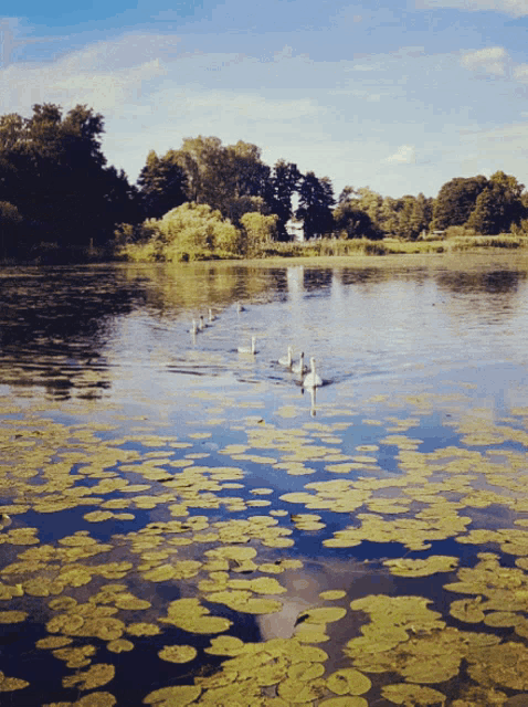 Birds Nature GIF