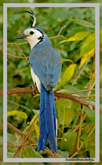 Birds Nft GIF