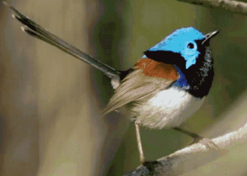 Birds GIF