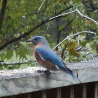 Birds Warbler Bluebird Robin Yelling GIF