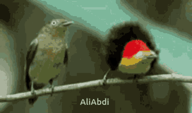 Birds GIF