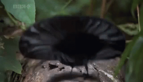 Birdy Dance Fun Dance GIF