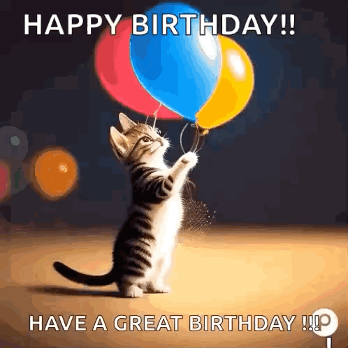 Birthday Cat Birthday GIF