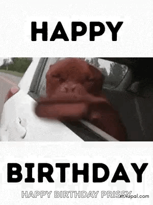 Birthday Wishes Birthday For Dog Lovers GIF