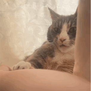 Bite Cat GIF