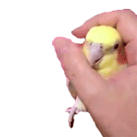 Biting The Pet Collective Sticker