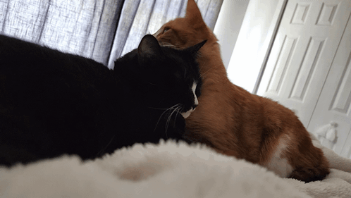 Black And White Ginger Cat GIF