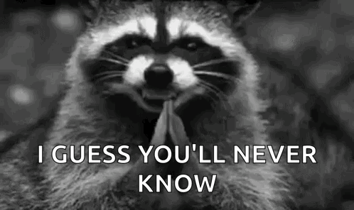 Black And White Raccoon GIF