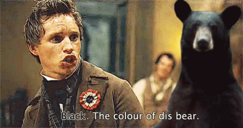 Black Bear GIF