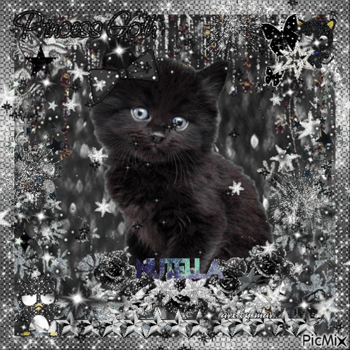 Black Black Cat GIF