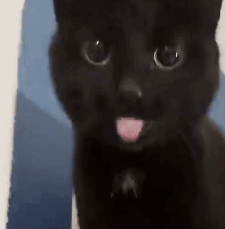 Black Cat Cat Tongue GIF