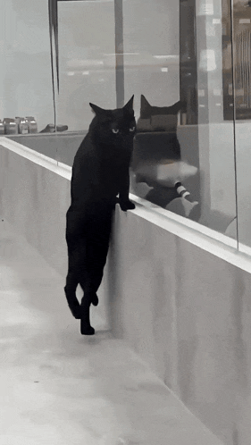 Black Cat Crazy Cat GIF