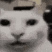Black Cat Kaala Billa GIF